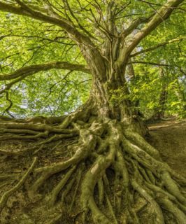 Alter Baum