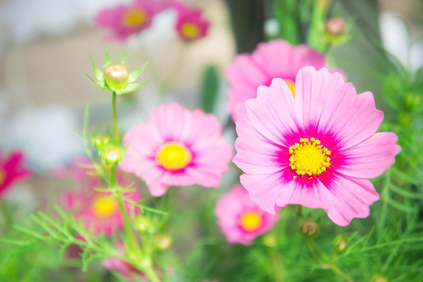 Fotolia_aboutnuylove Blumen