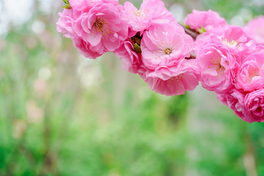 Fotolia_春华王 Blume