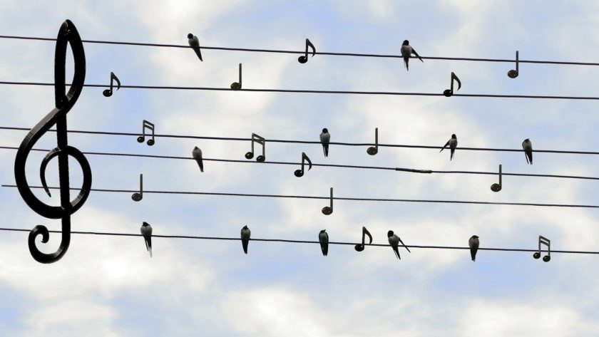 Musik Noten Vögel